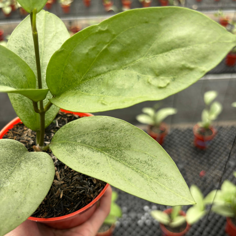 Hoya Elliptica x Glabra "ELLIRA"
