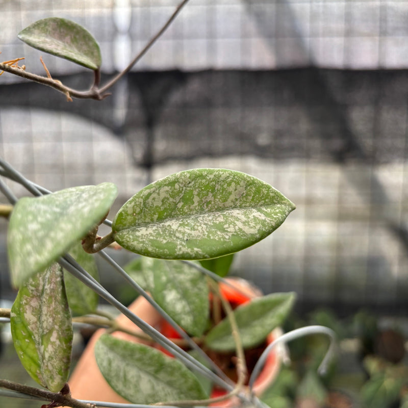 FS65-10	Hoya Carnosa Star Dust