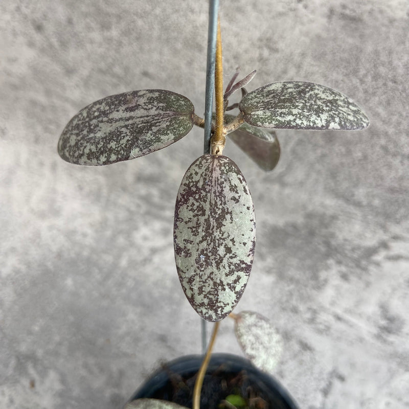 FS15-10 Hoya Sigillatis Silver