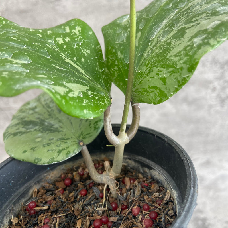 FS14-10 Hoya SF04 High Splash