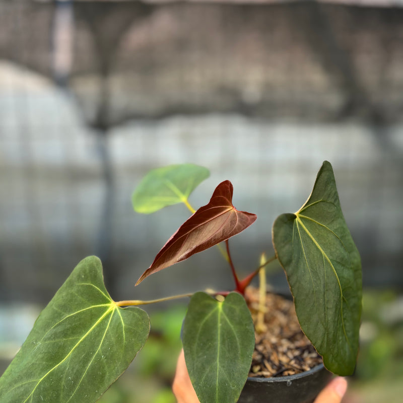 FS54-9 Anthurium Fortsherman x GOG