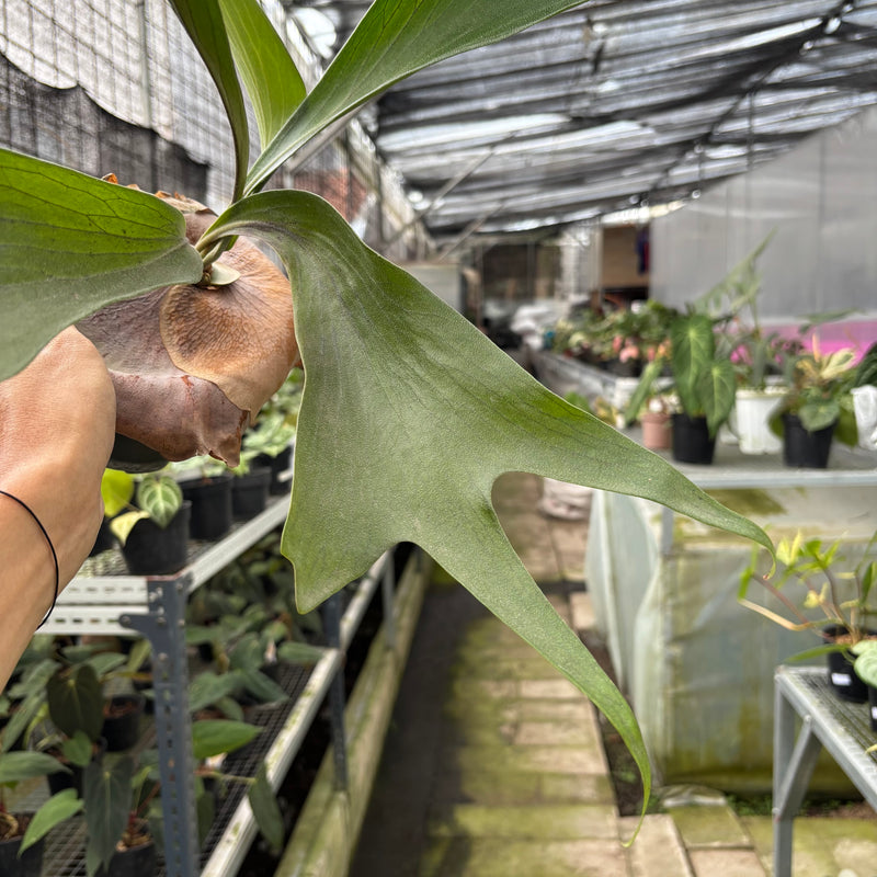 FS51-10	Platycerium Walichii