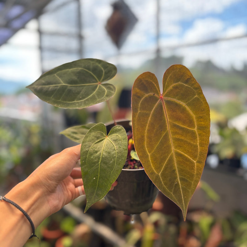 Anthurium Papillilaminum x Red Crystallinum
