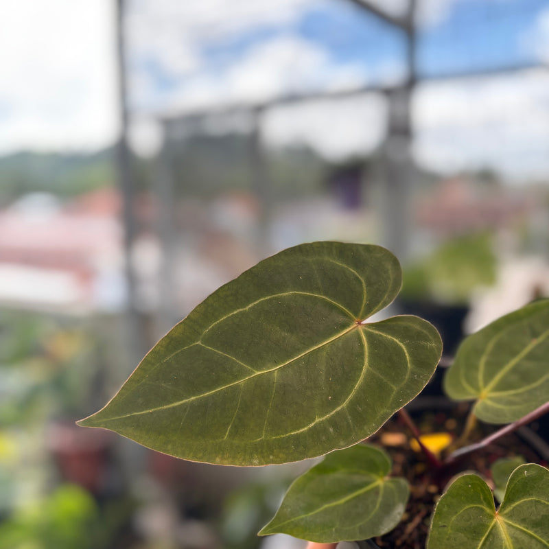 Anthurium Papillilaminum x Red Crystallinum