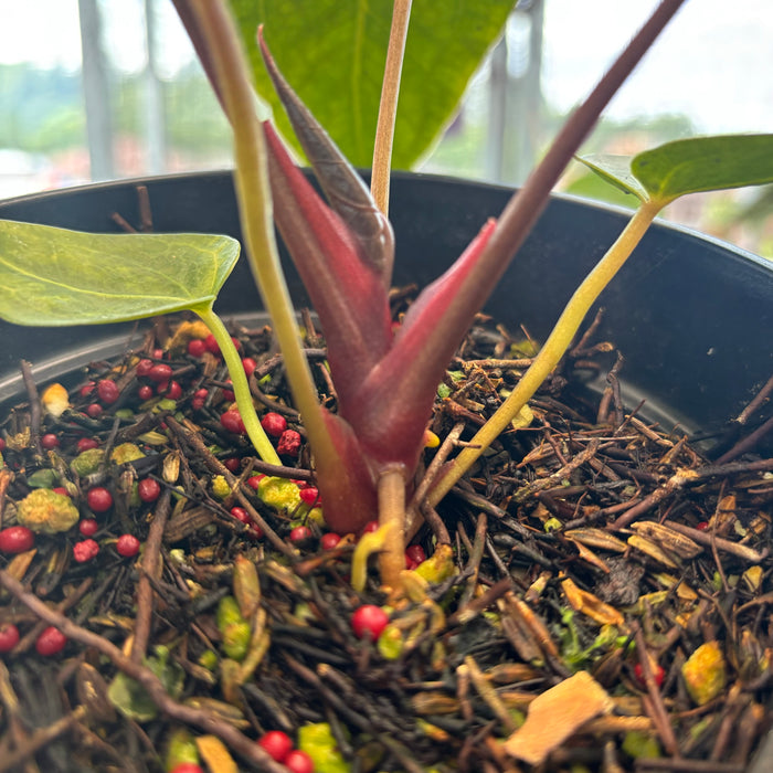 Anthurium Papillilaminum x Red Crystal
