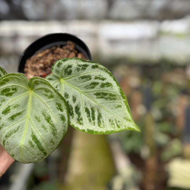 FS58-10	Anthurium Silver Chrome Full Silver