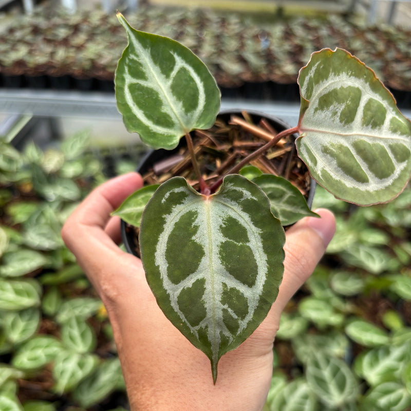 Anthurium Silver Butterfly x Muchlis RC