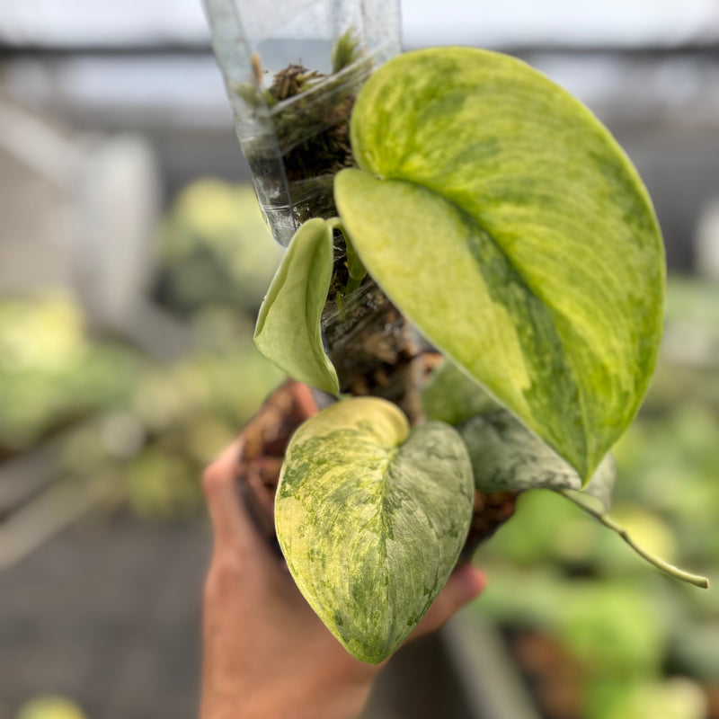 Scindapsus Nirmala