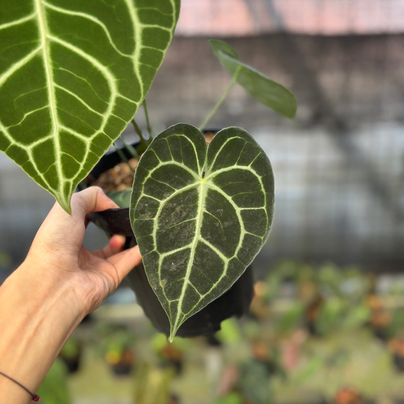 FS58-9 Anthurium Clarinervium Medium Size