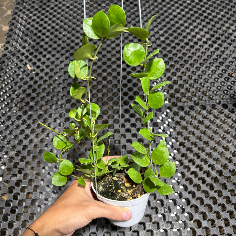 Hoya Lacunosa Aceh