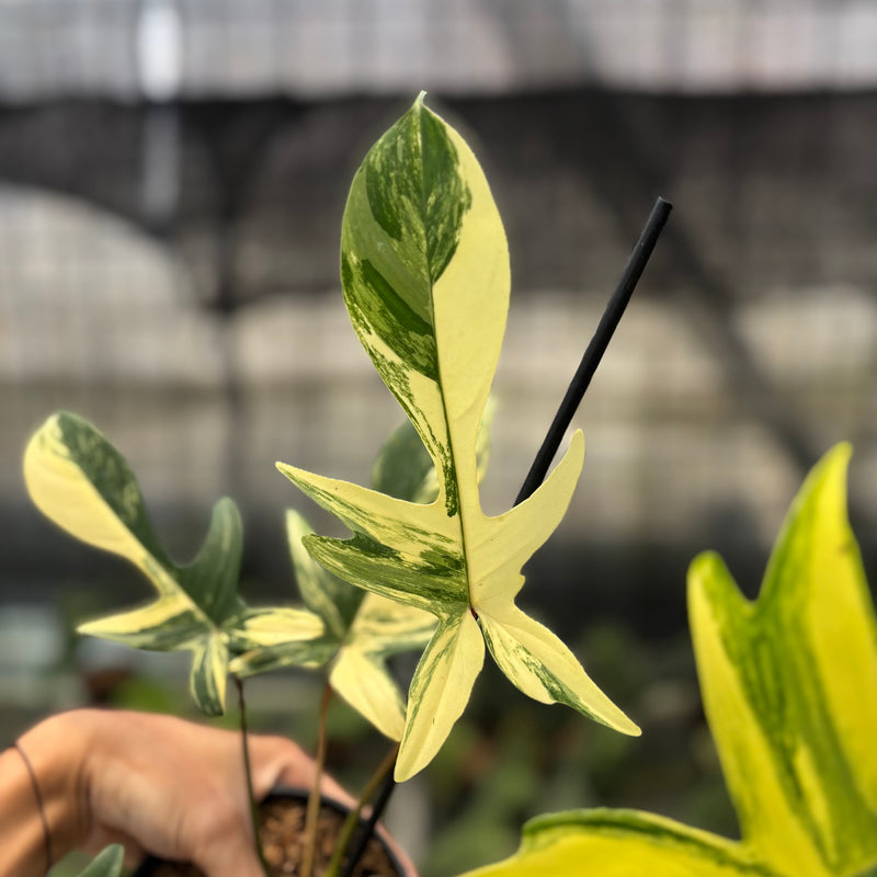 FS71-10 Philodendron Florida Beauty Mature Size