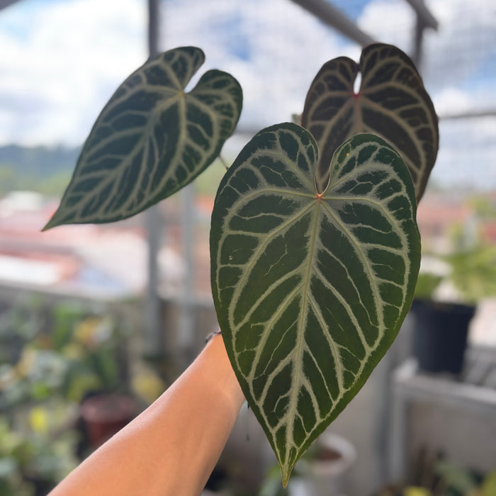 Anthurium Crystalinum Selected