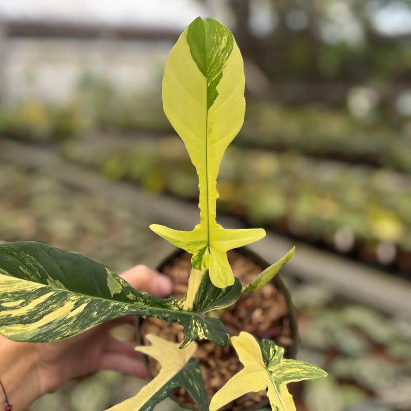 Philodendron Florida Beauty x Joepii