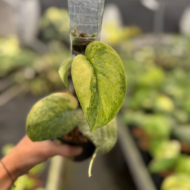 Scindapsus Nirmala