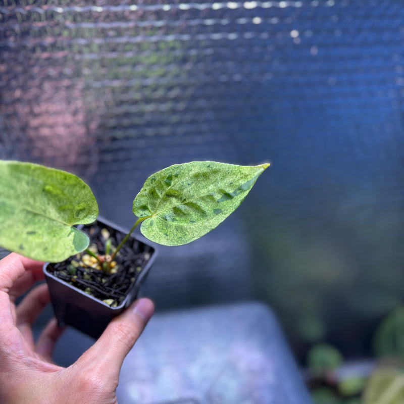 FS81-10 Anthurium Fortsherman x Darkphoenix Variegated