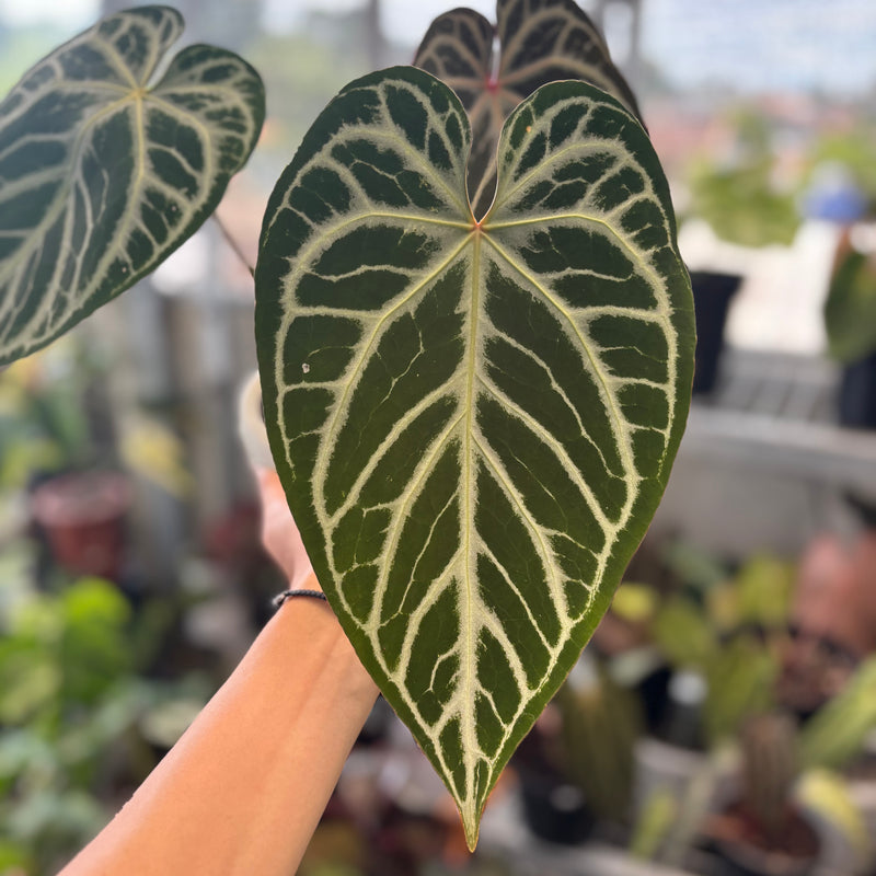 Anthurium Crystallinum Selected