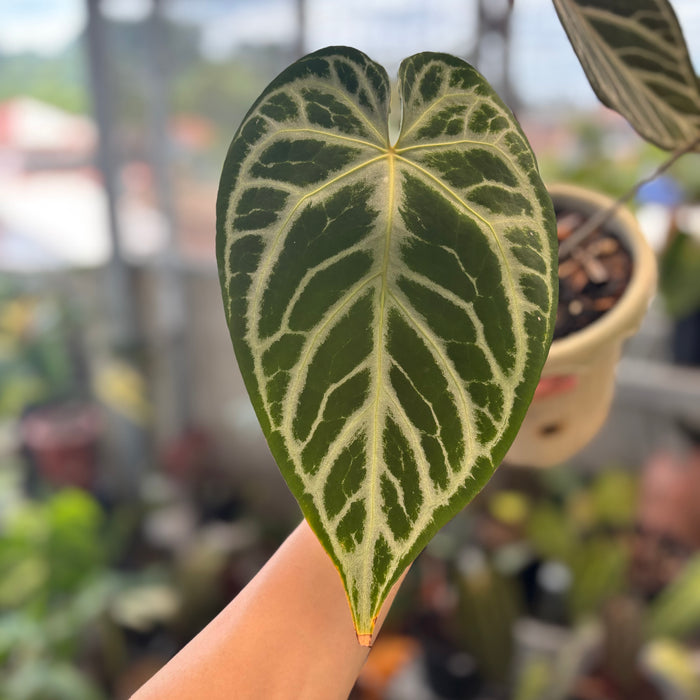 Anthurium Crystalinum Selected