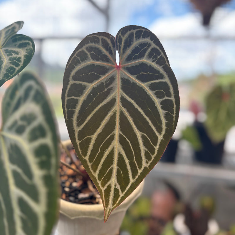 Anthurium Crystallinum Selected