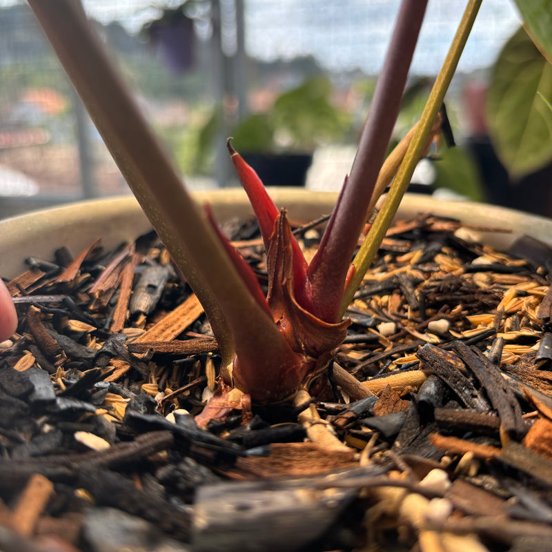 Anthurium Crystallinum Selected