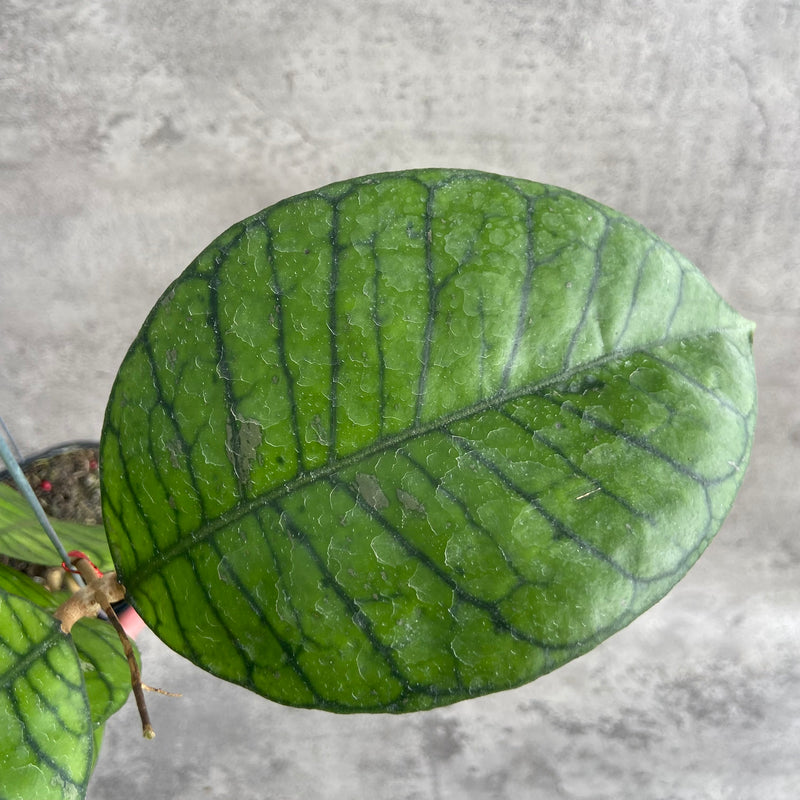 FS5-10 Hoya Callistophylla Round Leaf