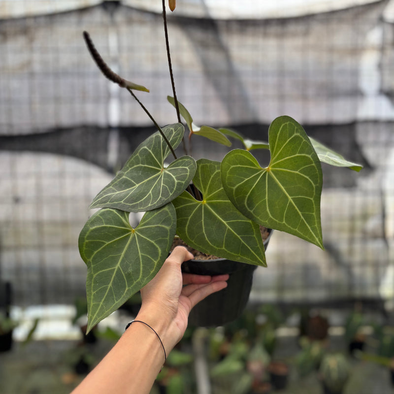 FS48-10	Anthurium Clarinervium Hybrid