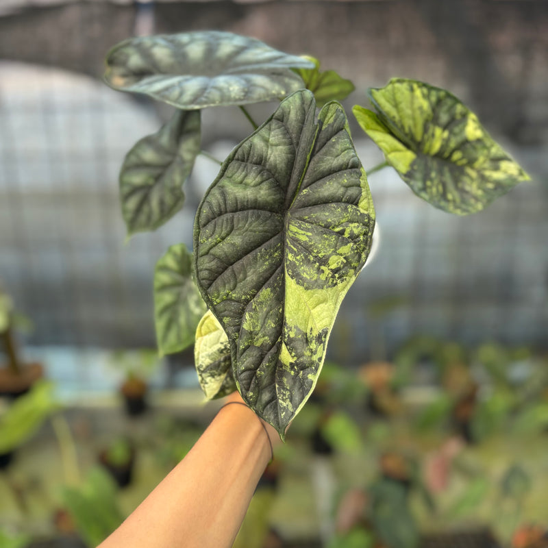 FS65-9 Alocasia Dragon Scale Variegated Mature Size