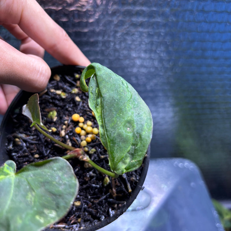 FS79-9 Anthurium Portilae Indo x Forgetti Variegated