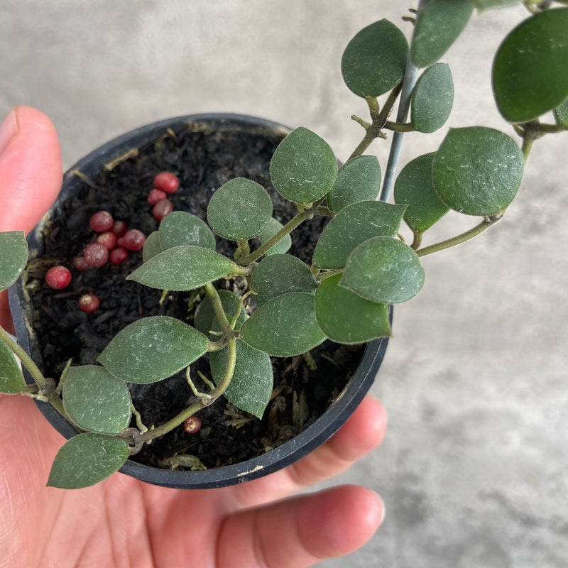FS3-10 Hoya Boyceii