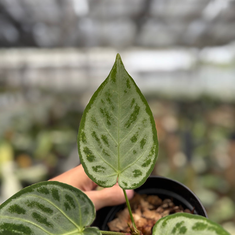 FS67-10	Anthurium Silver Chrome Full Silver