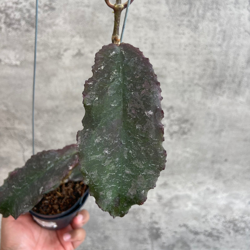 FS26-10 Hoya Undulata Red B