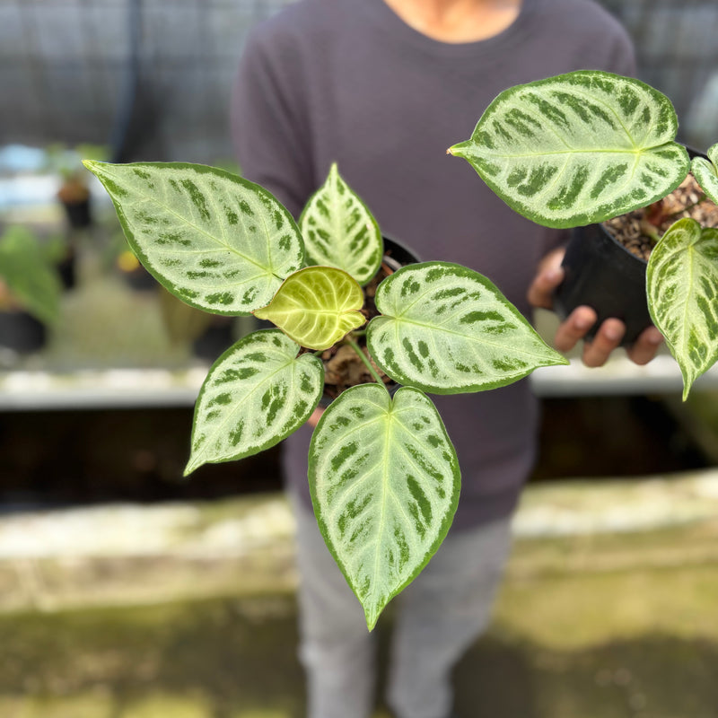 FS50-9 Anthurium Silver Chrome Full Silver (2 pcs)