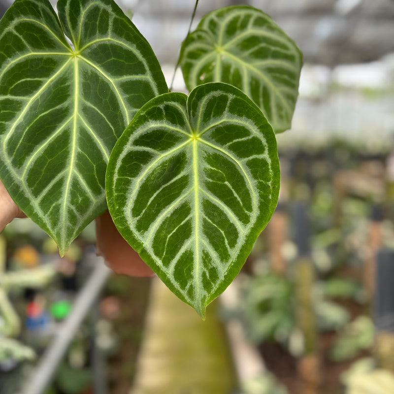 FS60-10	Anthurium Crystallinum x Domino