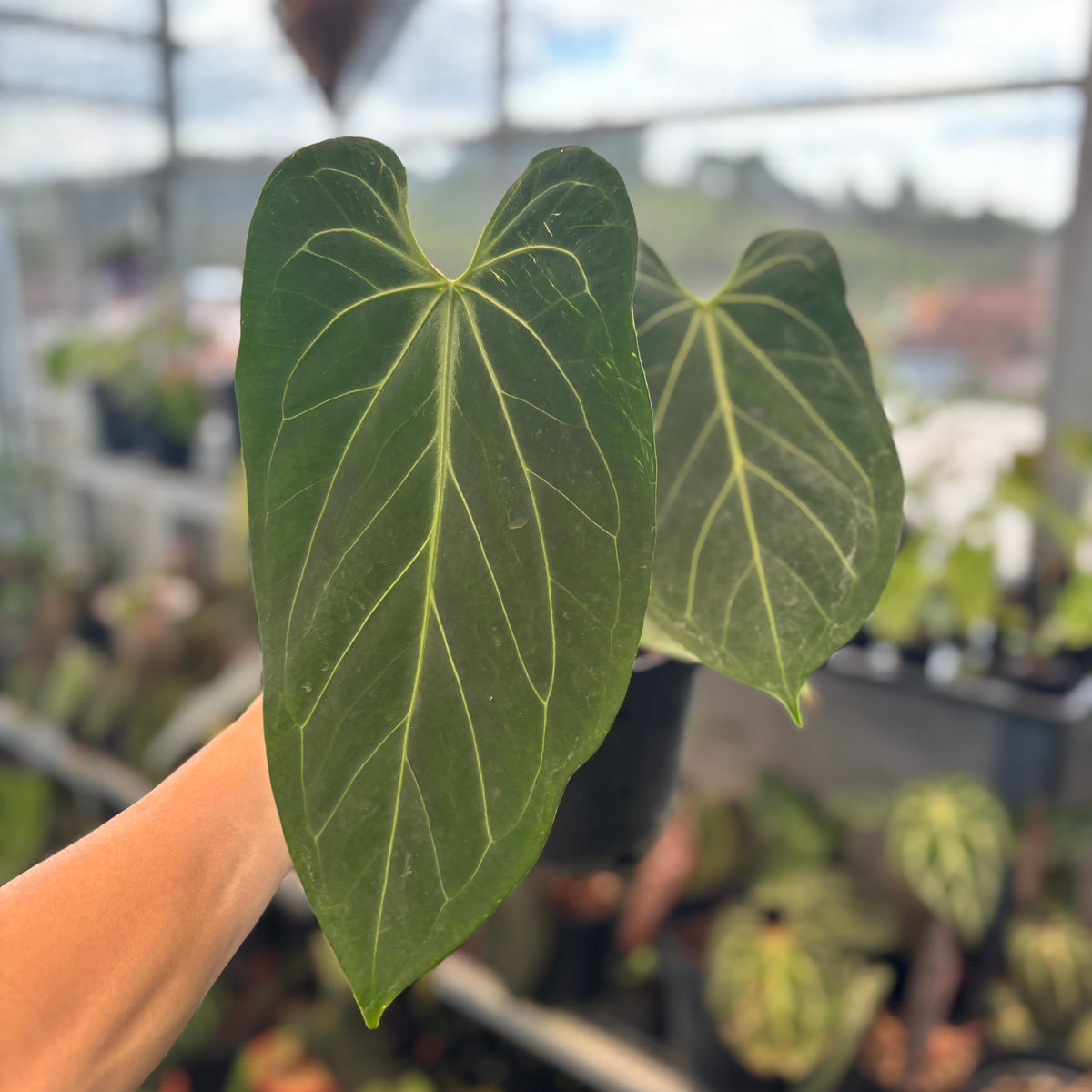 Anthurium King of Spades x Warocqueanum — Aroidasia