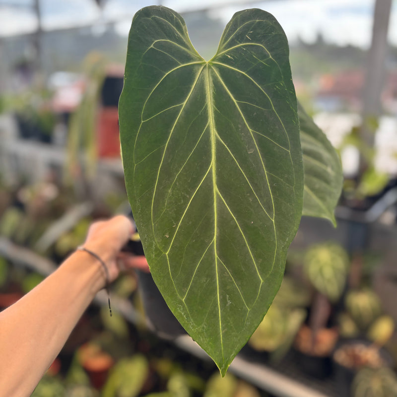 Anthurium King of Spades x Warocqueanum