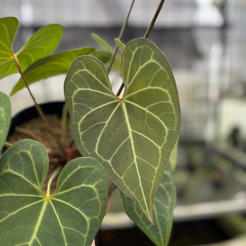 FS48-10	Anthurium Clarinervium Hybrid