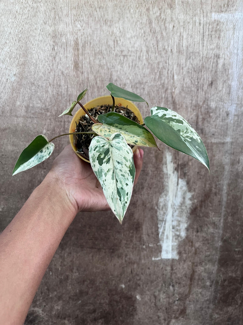 FS82-9 Philodendron Ilsemani Variegated