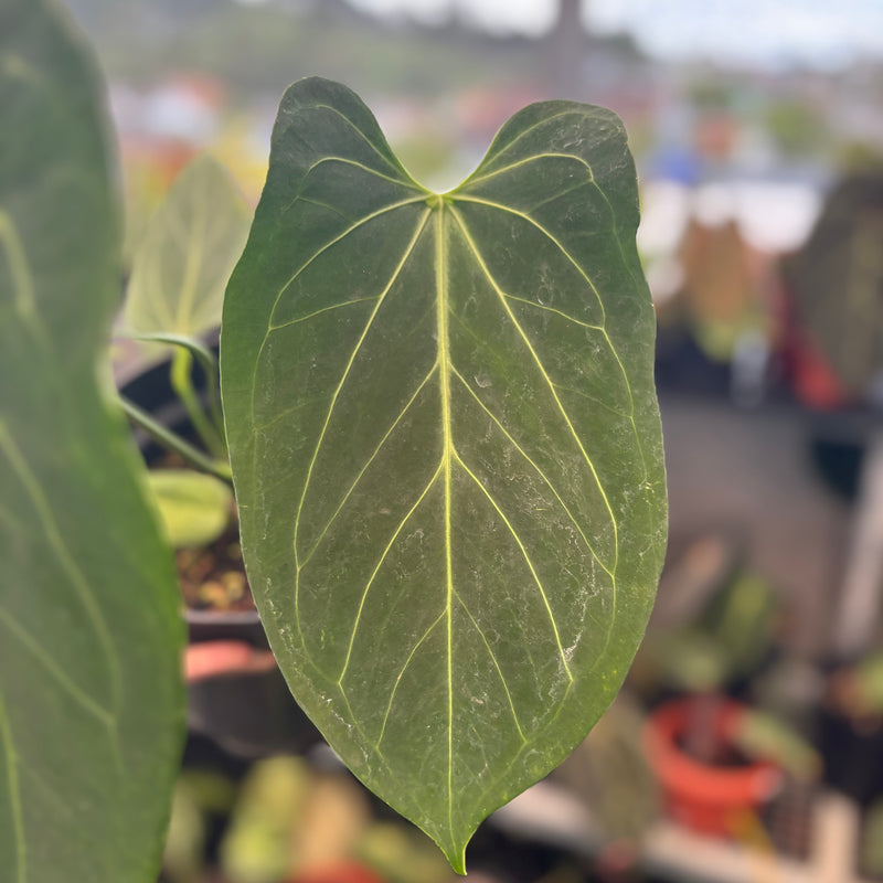 Anthurium King of Spades x Warocqueanum