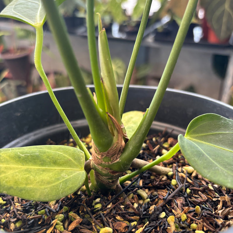 Anthurium King of Spades x Warocqueanum