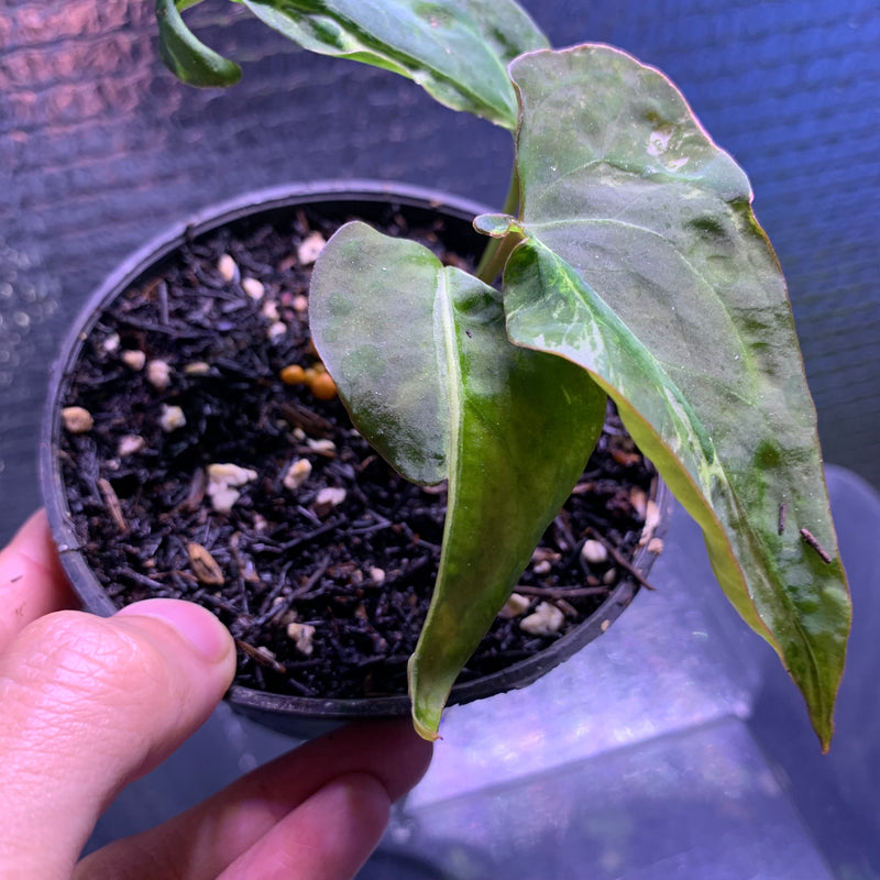FS67-8 Anthurium Papilillaminum Mutation
