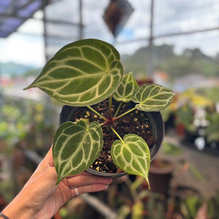 Anthurium Silver Blush x King of Spades
