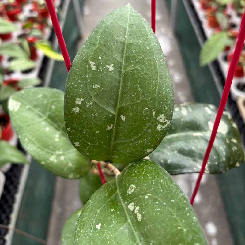 Hoya Bird of Paradise