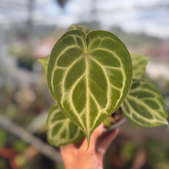 Anthurium Silver Blush x King of Spades