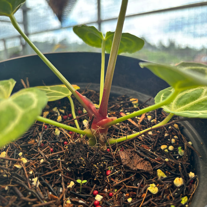 Anthurium Silver Blush x King of Spades
