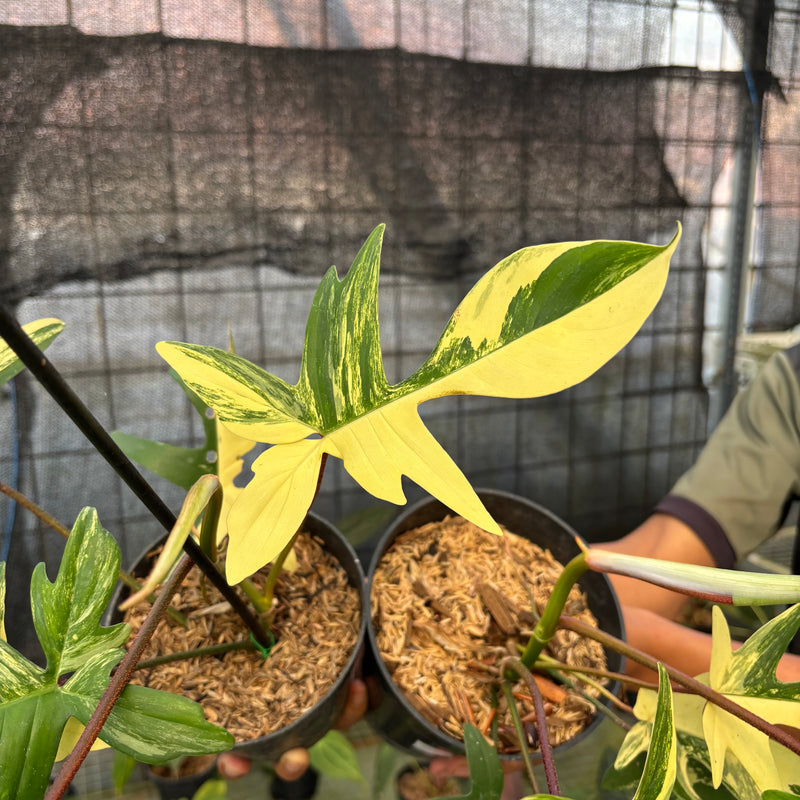 FS71-9 Philodendron Florida Beauty Mature Size (2 pcs)