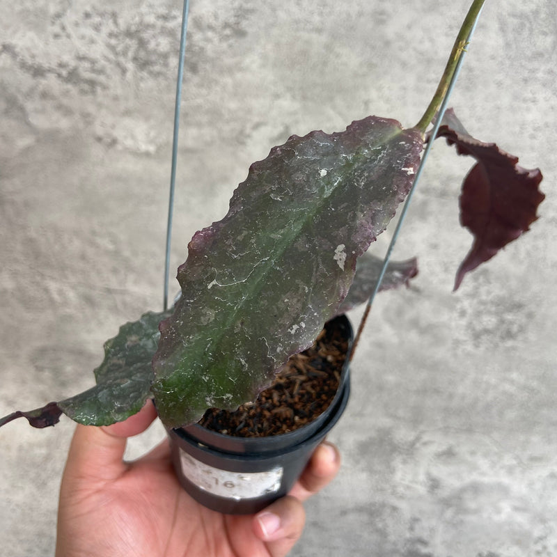 FS26-10 Hoya Undulata Red B