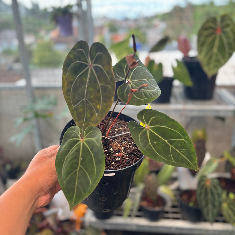 Anthurium Forgetii x Ace of Spades