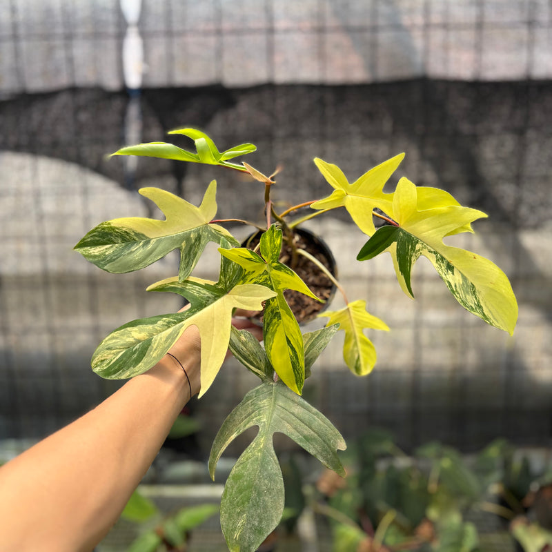 FS69-10	Philodendron Florida Beauty Mature Size