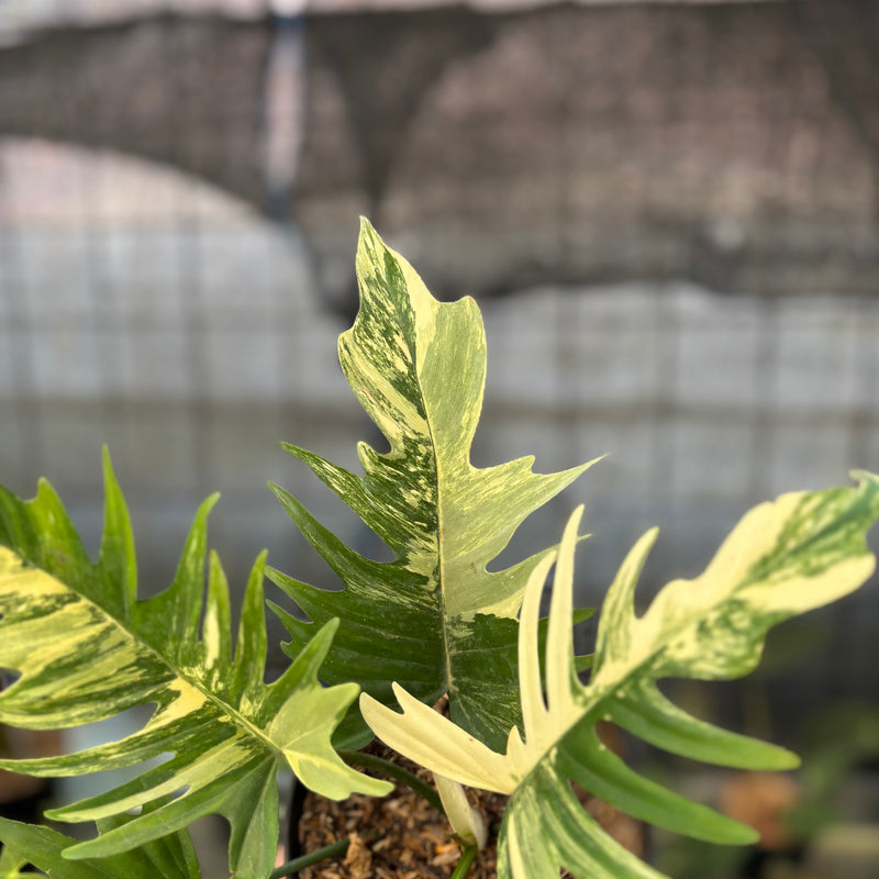 FS53-9 Philodendron Florida Beauty x Tortum Variegated