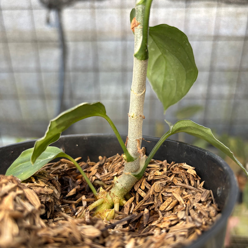 FS47-9 Aglaonema Pictum Beecolor Variegated