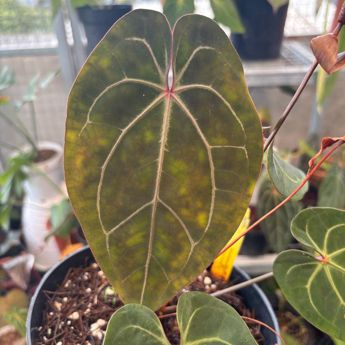 Anthurium Forgetii x Ace of Spades